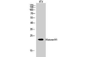 Western Blot analysis of 3T3 cells using Histone H1 Polyclonal Antibody at dilution of 1:1000. (Histone H1 antibody)