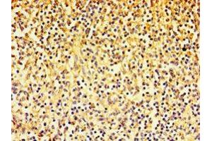 Immunohistochemistry of paraffin-embedded human spleen tissue using ABIN7143385 at dilution of 1:100 (F4/80 antibody  (AA 21-290))