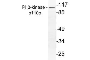 Western blot (WB) analysis of PI3-Kinase p110alpha antibody in extracts from mouse liver.