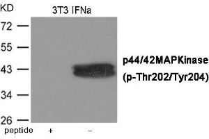 Western blot analysis of extracts from 3T3 cells treated with IFNa using ERK1/2 (Phospho-Thr202/Tyr204) Antibody. (ERK1 antibody  (pThr202, pTyr204))