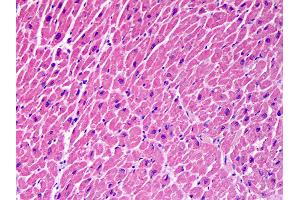 Anti-STX18 / Syntaxin 18 antibody IHC of human heart. (Syntaxin 18 antibody  (AA 101-200))