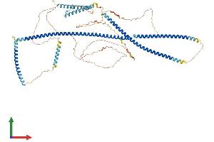 AlphaFold protein structure predicition of Human Recombinant CEP85 Protein, UniprotID Q6P2H3 (CEP85 Protein (AA 1-762) (His tag))