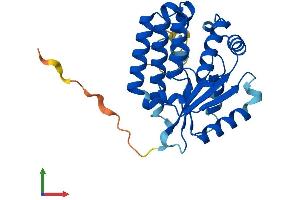 AlphaFold protein structure predicition of Human Recombinant DCK Protein, UniprotID P27707