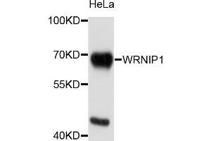 Western blot analysis of extracts of HeLa cells, using WRNIP1 antibody.