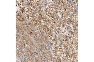 Immunohistochemical staining (Formalin-fixed paraffin-embedded sections) of human adrenal gland with RBM23 polyclonal antibody  shows moderate cytoplasmic positivity in cortical cells.
