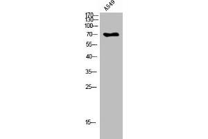 Western Blot analysis of A549 cells using Peroxin 5 Polyclonal Antibody (PEX5 antibody  (C-Term))