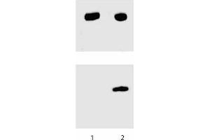 Western blot analysis for Stat3 (pY705). (STAT3 antibody  (pTyr705))