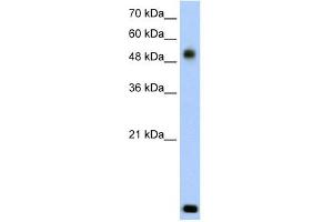 RSAD2 antibody used at 2.