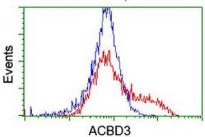 HEK293T cells transfected with either RC208434 overexpress plasmid (Red) or empty vector control plasmid (Blue) were immunostained by anti-ACBD3 antibody (ABIN2455836), and then analyzed by flow cytometry. (ACBD3 antibody)