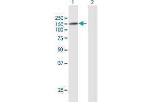 Western Blot analysis of USP10 expression in transfected 293T cell line by USP10 MaxPab polyclonal antibody.