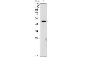 Western blot analysis using OCT4 mouse mAb against PMA treated HepG2 cell lysate (1).