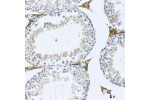 Immunohistochemistry of paraffin-embedded mouse testis using FMOD antibody. (Fibromodulin antibody  (AA 19-376))