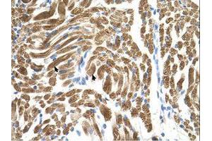 Image no. 1 for anti-Peroxisomal Biogenesis Factor 10 (PEX10) (AA 201-250) antibody (ABIN6738077) (PEX10 antibody  (AA 201-250))