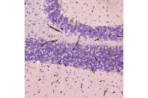IHC testing of FFPE human cerebellum tissue with C-Reactive Protein antibody at 2ug/ml. (CRP antibody  (AA 20-230))