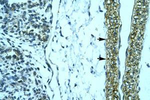 Image no. 1 for anti-Homeobox D12 (HOXD12) (N-Term) antibody (ABIN202150) (HOXD12 antibody  (N-Term))