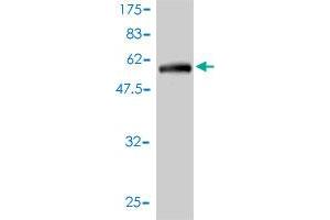 Western Blot detection against Immunogen (51. (C1orf163 antibody  (AA 1-231))