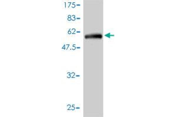 C1orf163 antibody  (AA 1-231)