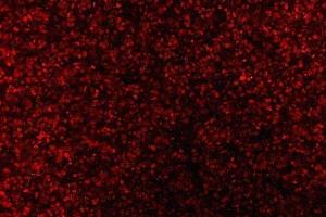 IF analysis of AREB6/ZEB1 using anti-AREB6/ZEB1 antibody (ABIN7602990).