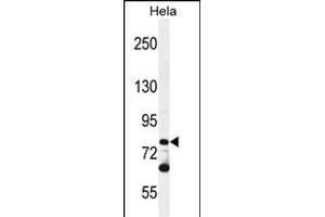 PCDHB10 Antibody (C-term) (ABIN655645 and ABIN2845121) western blot analysis in Hela cell line lysates (35 μg/lane).