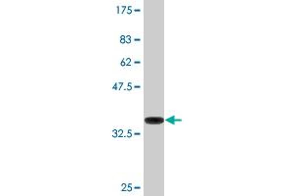 SLC3A1 antibody  (AA 211-320)