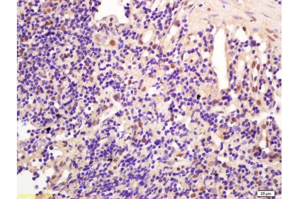 CCDC147 antibody  (AA 161-260)