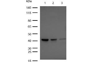 All lanes : BMP6 Rabbit mAb at 1/1k dilution Lane 1 : HUVEC whole cell lysates Lane 2 : 293T whole cell lysates Lane 3 : A549 whole cell lysates Lysates/proteins at 20 μg per lane. (Recombinant BMP6 antibody)