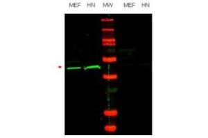 Image no. 1 for anti-POU Class 5 Homeobox 1 (POU5F1) (Internal Region) antibody (ABIN297385) (OCT4 antibody  (Internal Region))