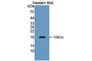 Figure. (CREG1 antibody  (AA 66-196))