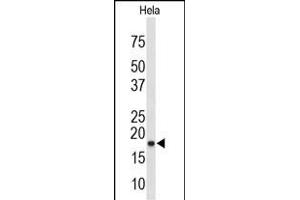 Western blot analysis of COX4I1 Antibody (N-term) (ABIN653098 and ABIN2842689) in Hela cell line lysates (35 μg/lane). (COX IV antibody  (N-Term))