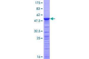 TCEANC2 Protein (AA 1-208) (GST tag)