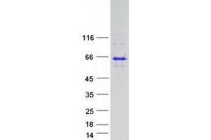 Lunapark Protein (Myc-DYKDDDDK Tag)