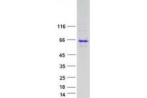 Validation with Western Blot (Lunapark Protein (Myc-DYKDDDDK Tag))