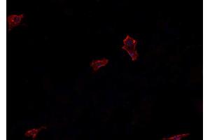 ABIN6266546 staining U-2 OS cells by IF/ICC. (Glucagon antibody)