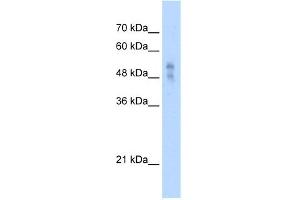 WB Suggested Anti-P2RX1 Antibody Titration:  2. (P2RX1 antibody  (Middle Region))