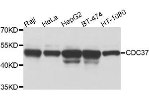 Western blot analysis of extracts of various cell lines, using CDC37 antibody (ABIN5975870) at 1/1000 dilution. (CDC37 antibody)
