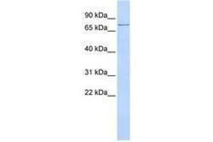 Image no. 1 for anti-Transmembrane Protein 57 (TMEM57) (AA 36-85) antibody (ABIN6741001) (TMEM57 antibody  (AA 36-85))