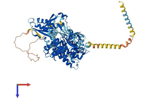 DEAH (Asp-Glu-Ala-His) Box Polypeptide 40 (DHX40) (AA 1-779) protein (His tag)