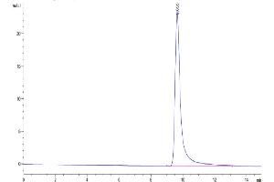 The purity of Biotinylated Human FGF10 is greater than 95 % as determined by SEC-HPLC. (FGF10 Protein (AA 38-208) (Biotin))