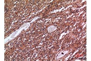 Immunohistochemistry (IHC) analysis of paraffin-embedded Human Brain, antibody was diluted at 1:100.