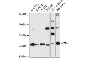 Western blot analysis of extracts of various cell lines, using TRH antibody (ABIN7270826) at 1:3000 dilution. (TRH antibody  (AA 100-200))