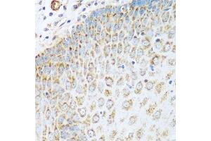 Immunohistochemistry of paraffin-embedded human esophagus using GLUD1 antibody. (GLUD1 antibody  (AA 54-240))