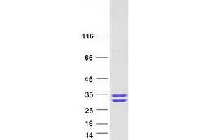 Western Blotting (WB) image for FK506 Binding Protein 7 (FKBP7) (Transcript Variant 1) protein (Myc-DYKDDDDK Tag) (ABIN2721219)