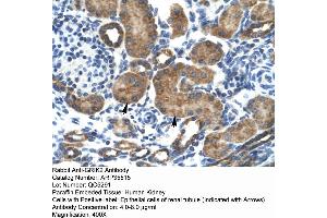 Human kidney (GRIK2 antibody  (N-Term))
