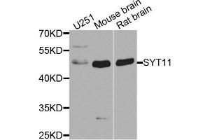 Western blot analysis of extracts of various cell lines, using SYT11 antibody. (SYT11 antibody  (AA 37-200))