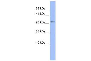 WB Suggested Anti-PI4KB Antibody Titration: 0. (PI4KB antibody  (N-Term))