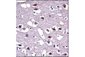 Immunohistochemistry analysis in formalin fixed and paraffin embedded human brain tissue reacted with OPRM1 Antibody (Center) followed which was peroxidase conjugated to the secondary antibody and followed by DAB staining. (Mu Opioid Receptor 1 antibody  (Middle Region))