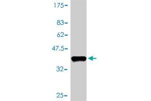 Western Blot detection against Immunogen (36. (S100A2 antibody  (AA 1-97))