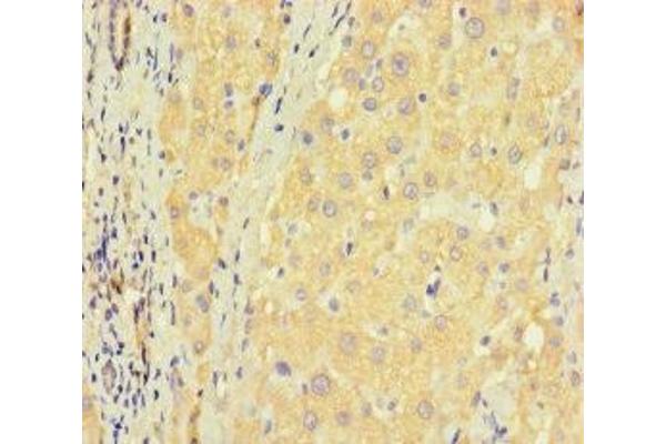 ZNF583 antibody  (AA 1-300)