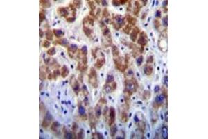 Immunohistochemistry analysis in formalin fixed and paraffin embedded human liver tissue reacted with GOG8A Antibody (N-term) followed by peroxidase conjugation of the secondary antibody and DAB staining. (GOLGA8A antibody  (N-Term))