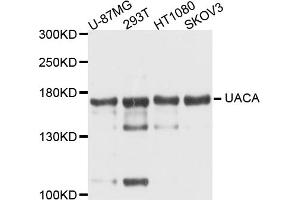 Western blot analysis of extracts of various cell lines, using UACA antibody. (UACA antibody)